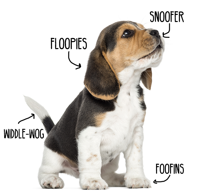  very scientific dog diagram 