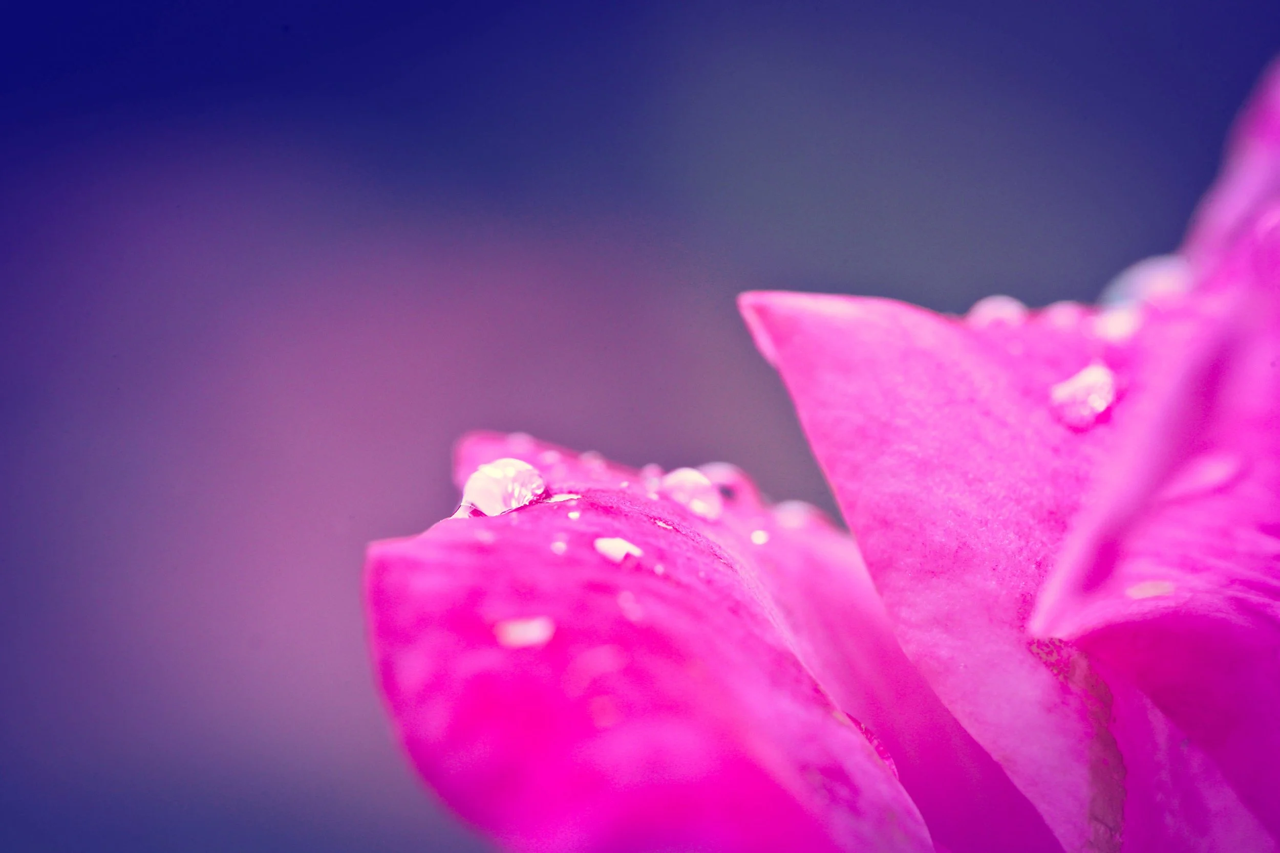 Mom's Flowers