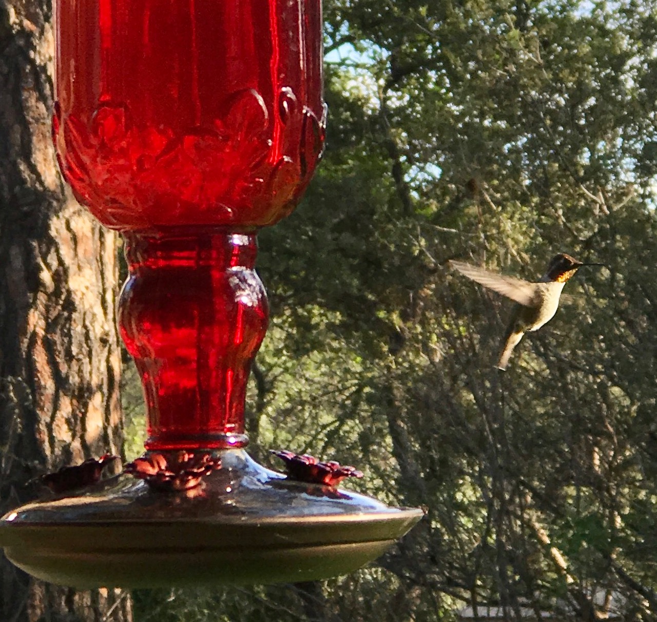 Hummingbird 1.jpg