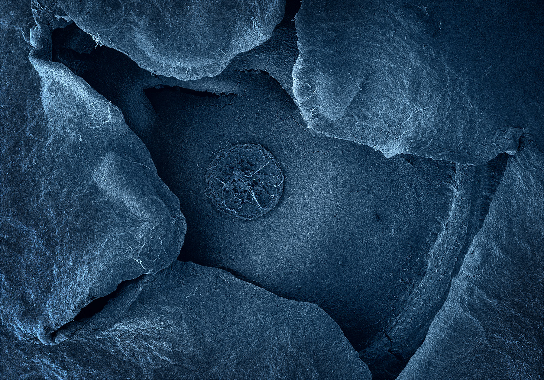  terra cibus no.1: blueberry  19x magnification 