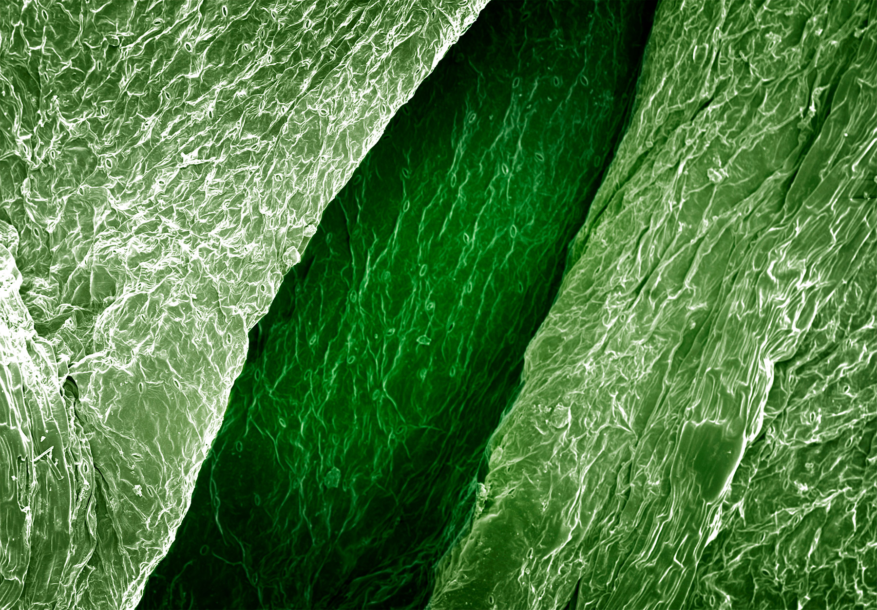 terra cibus no.3: celery leaf  85x magnification 