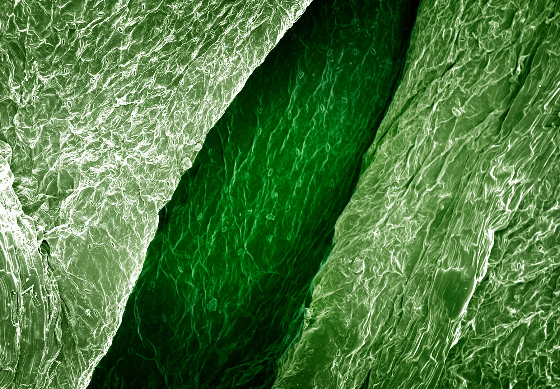 terra cibus no.3: celery leaf 85x magnification
