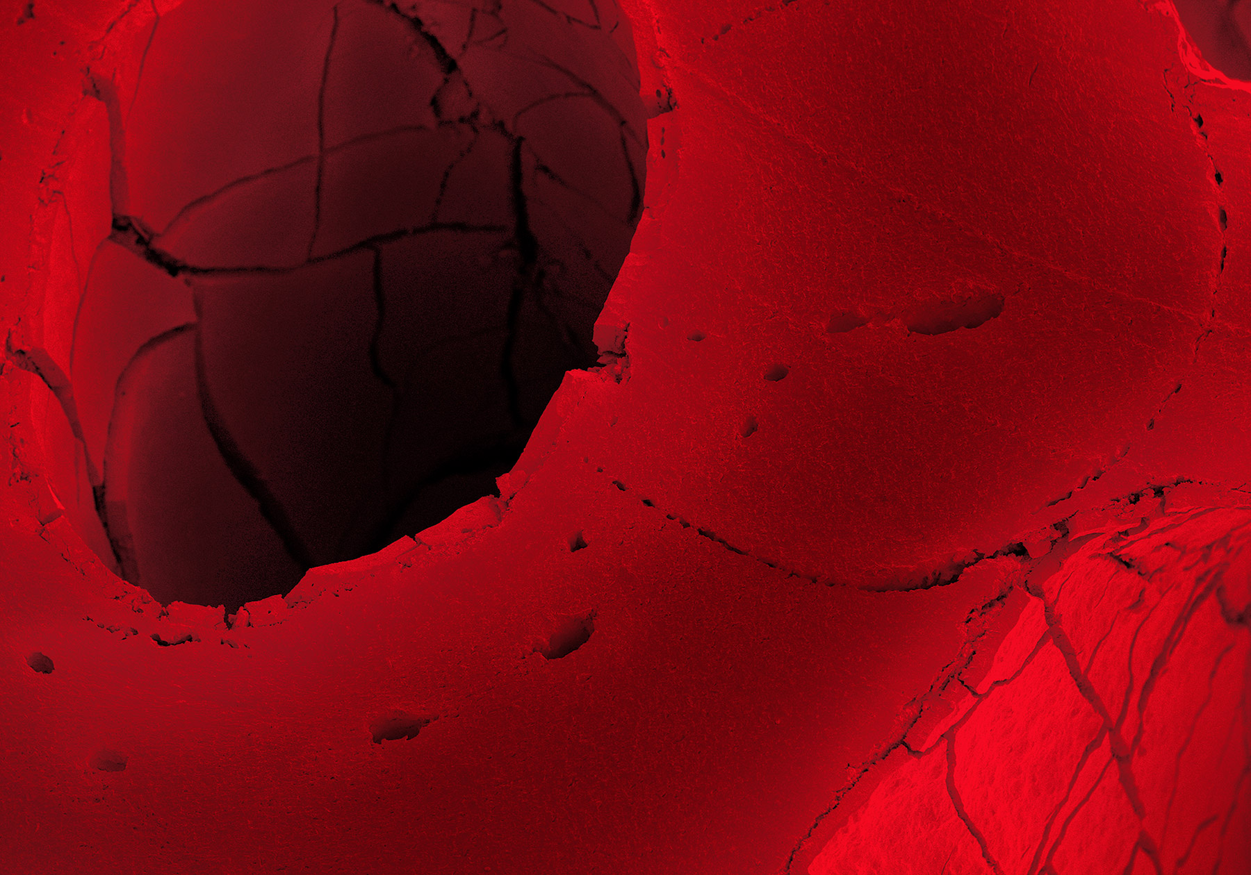  terra cibus no.6: red licorice  20x magnification 