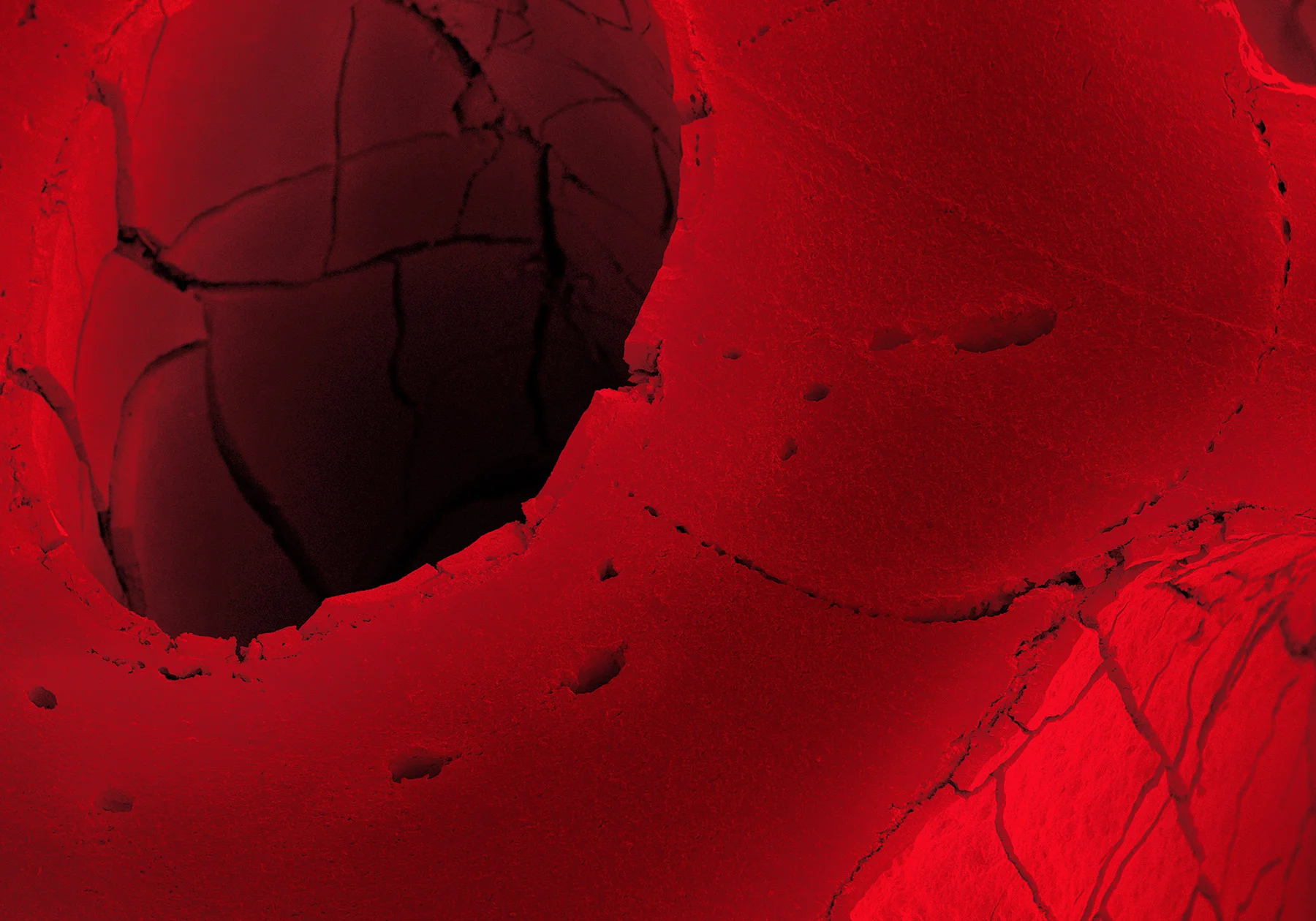 terra cibus no.6: red licorice 20x magnification