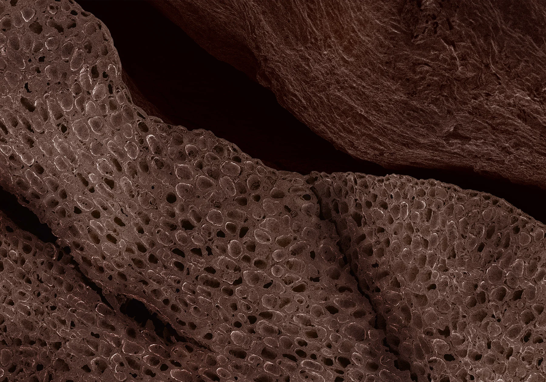 terra cibus no.7: coffee bean 80x magnification