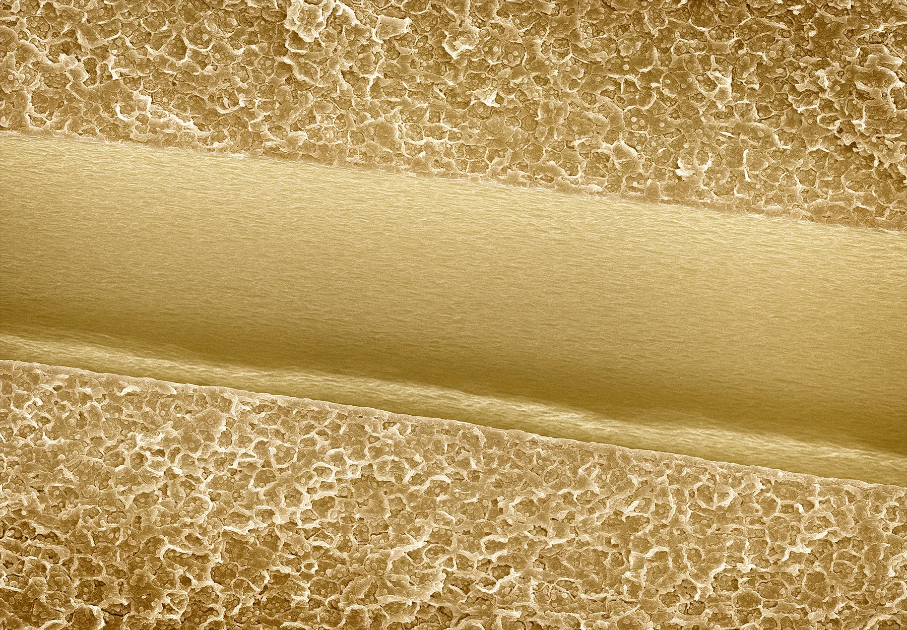 terra cibus no.8: almond 110x magnification
