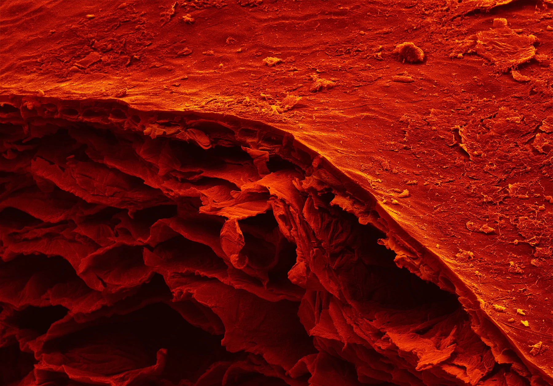 Alpert_terra_cibus_no_9_sun_dried_tomato_1-.jpg