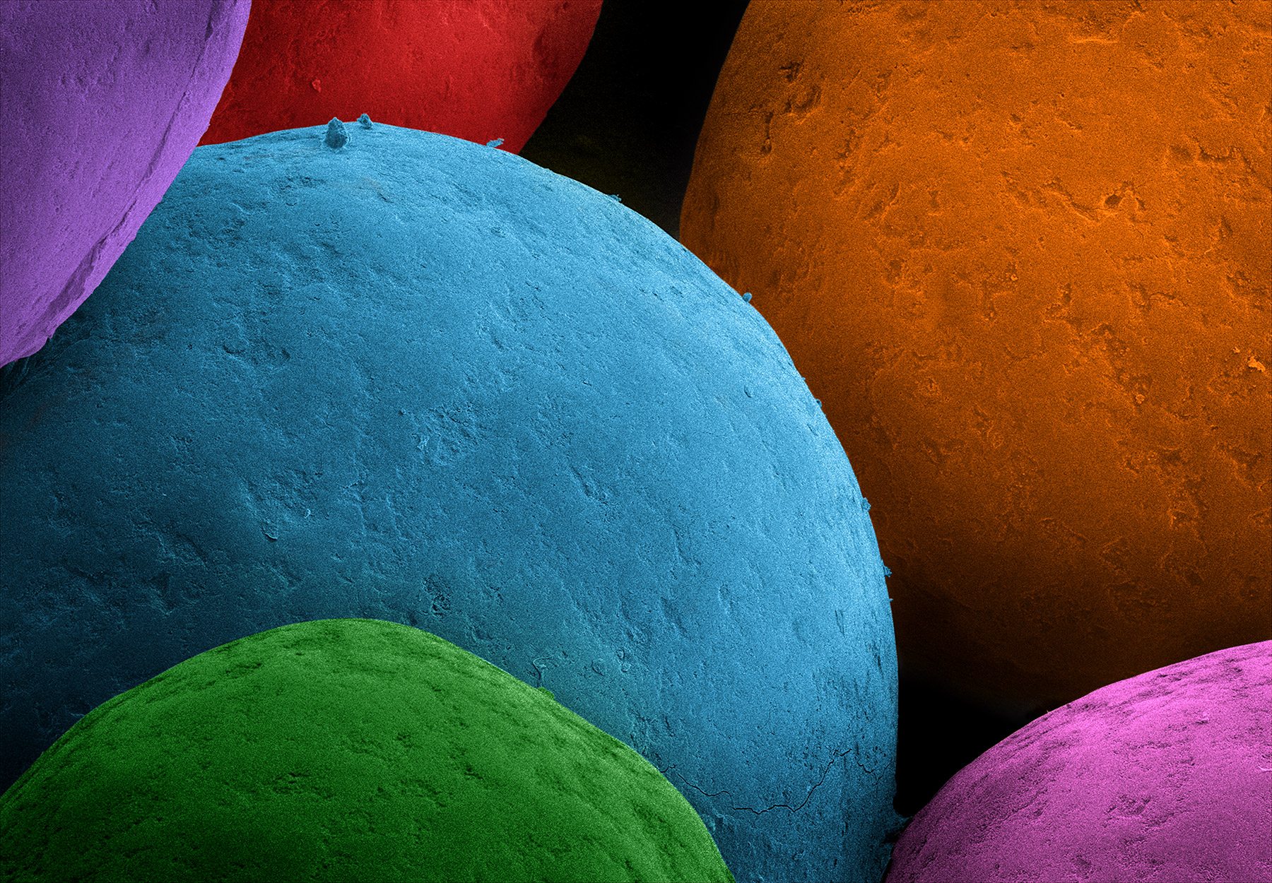  terra cibus no.12: cake sprinkles  65x magnification 