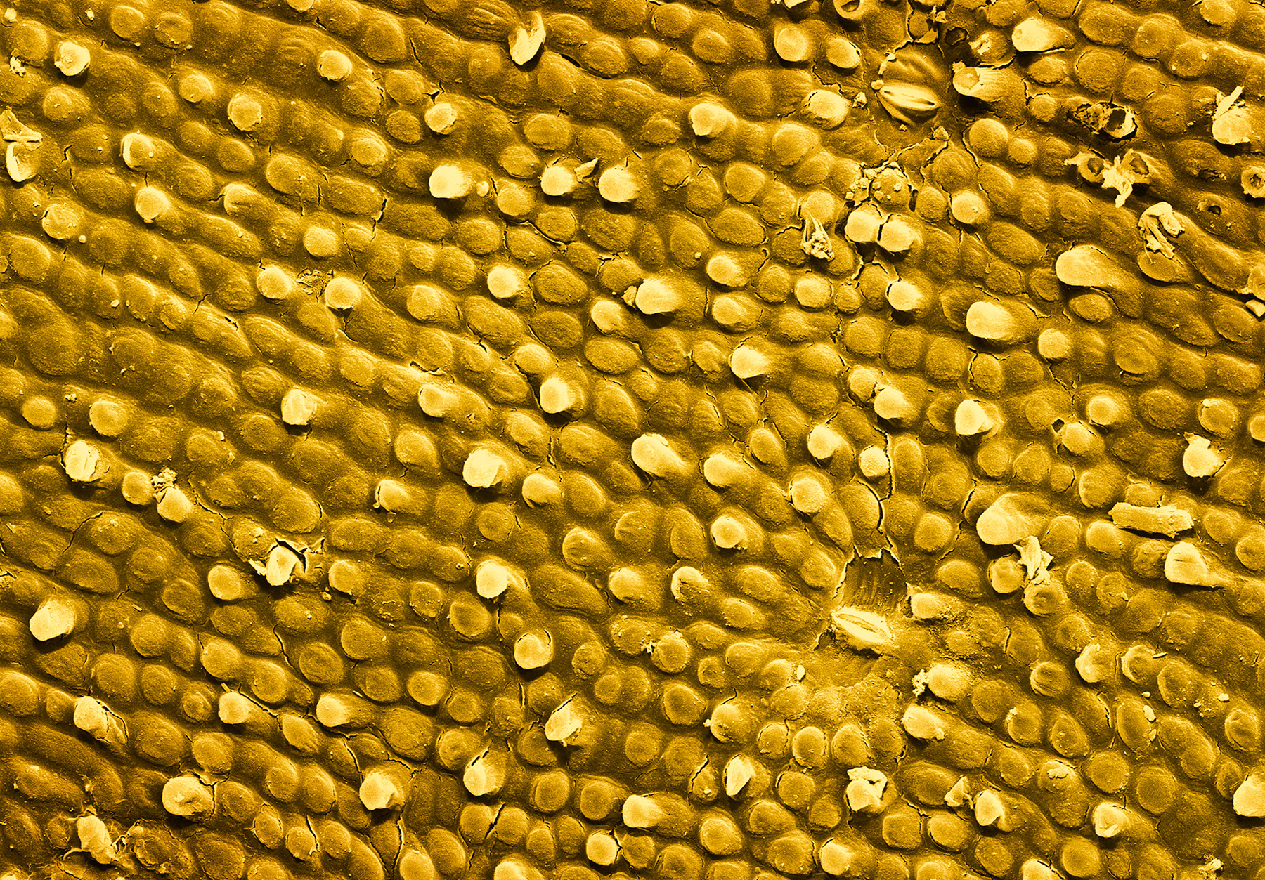  terra cibus no.13: banana skin  210x magnification 