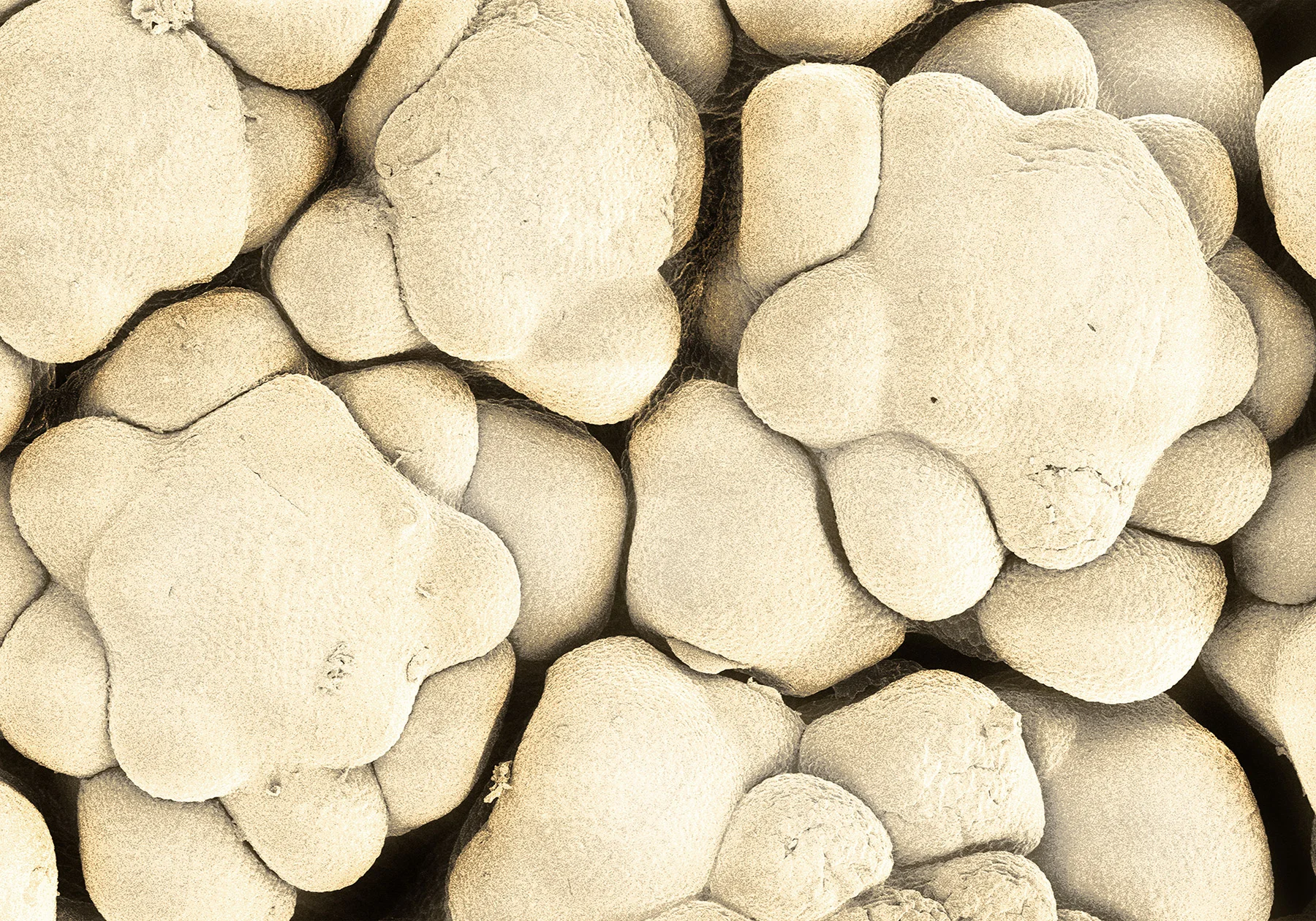 Alpert_terra_cibus_no_16_cauliflower_3.jpg