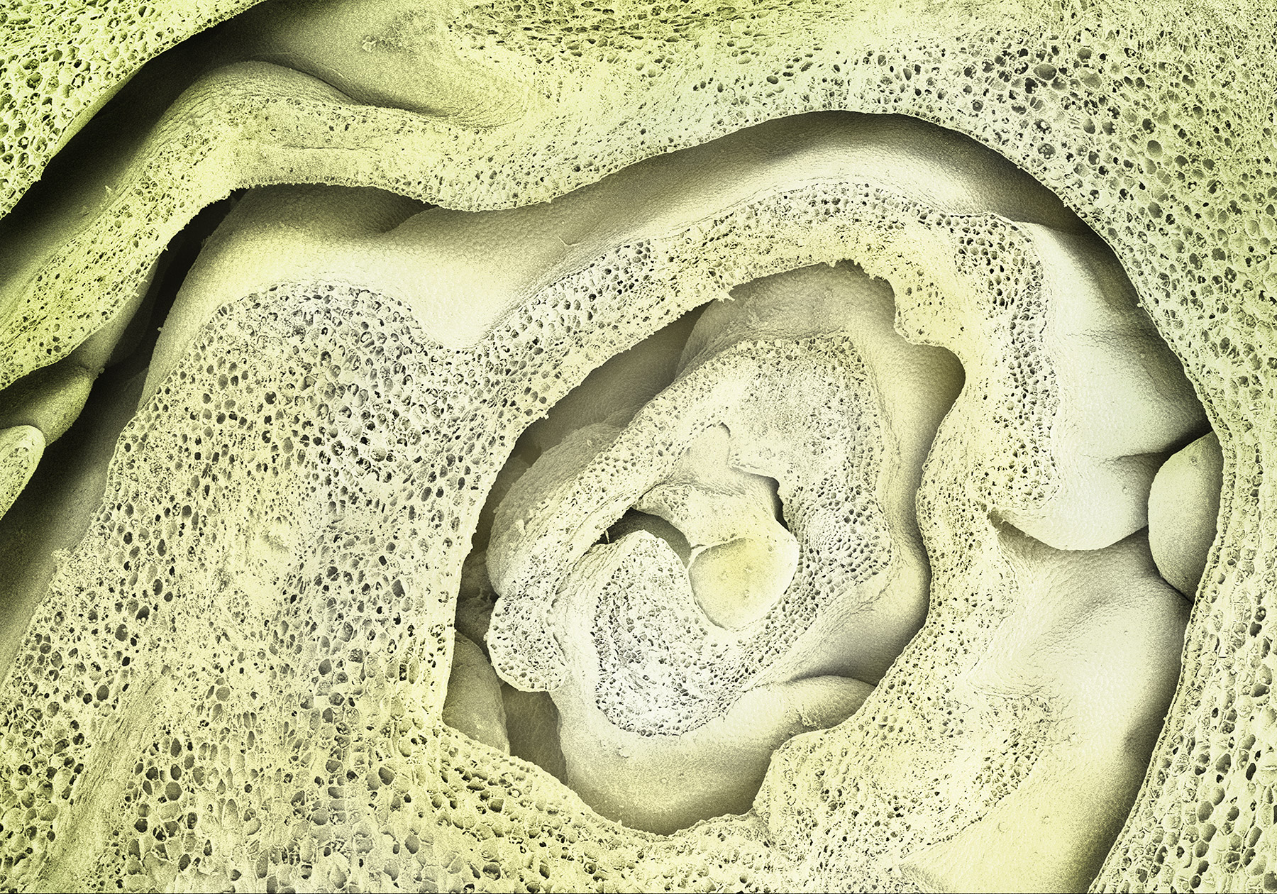  terra cibus no.15: brussel sprout  110x magnification 