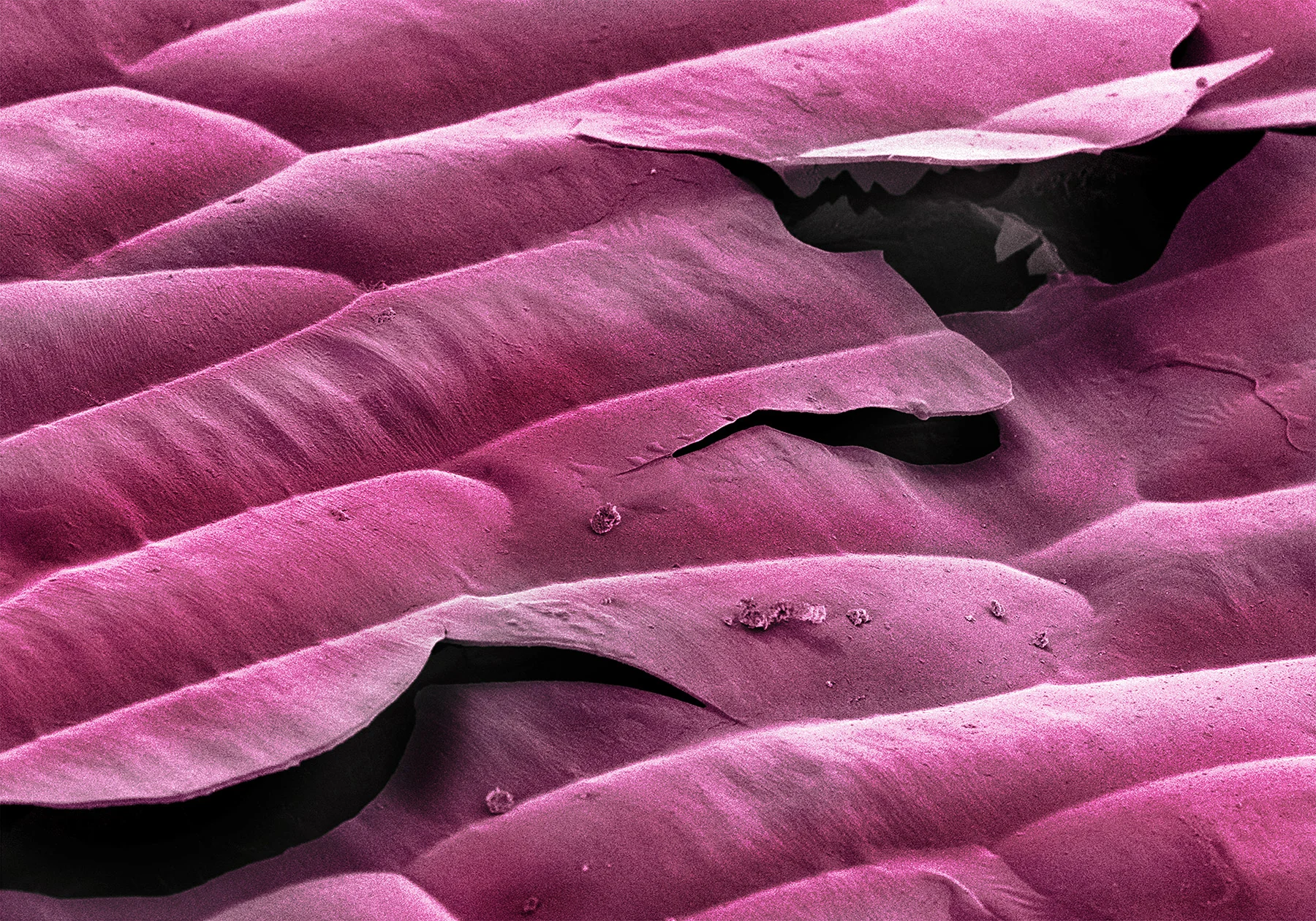 terra cibus no.23: purple onion 230x magnification