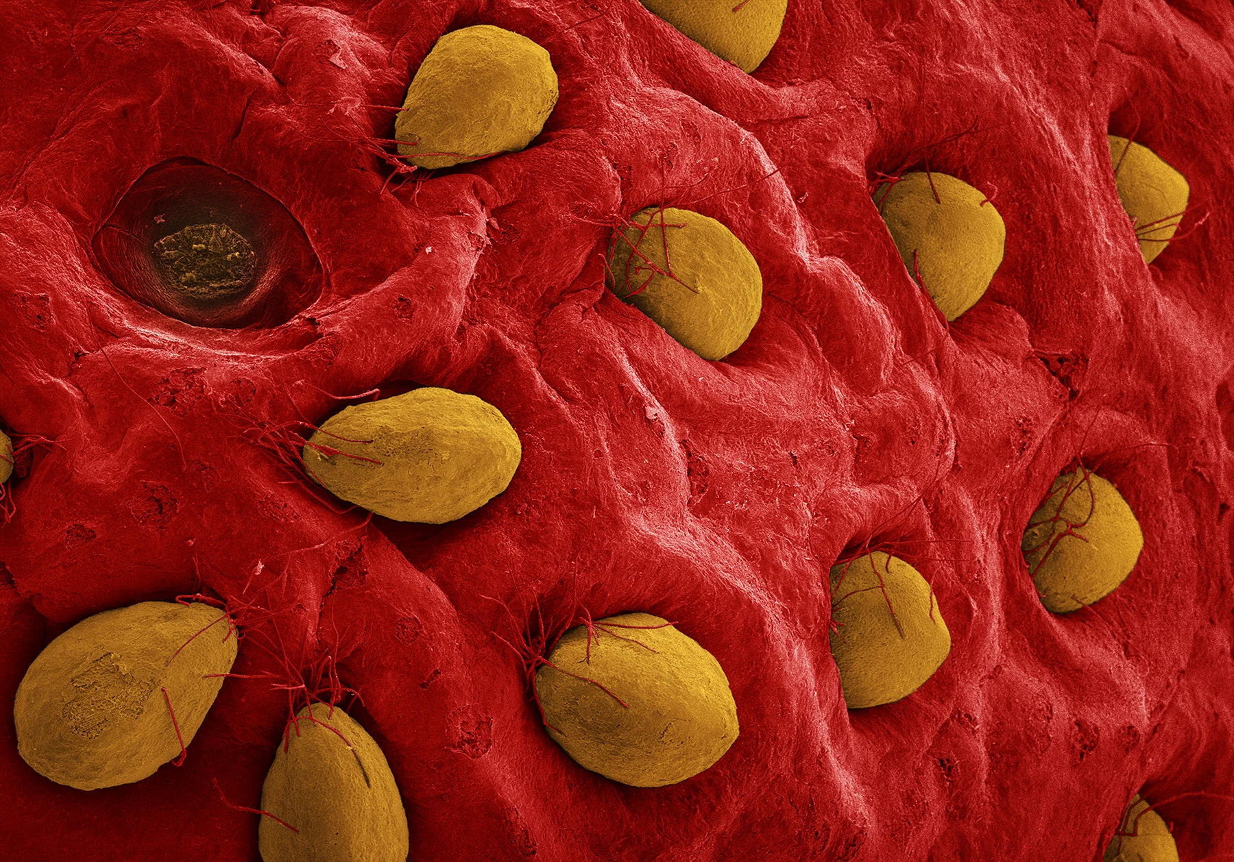 Alpert_terra_cibus_no_28_strawberry.jpg