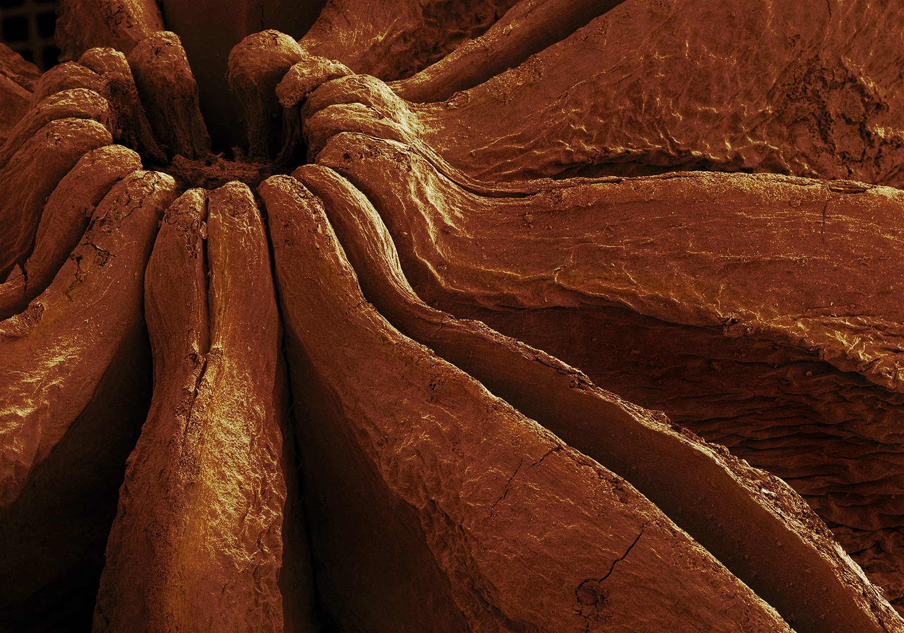 terra cibus no.30: star anise 14x magnification