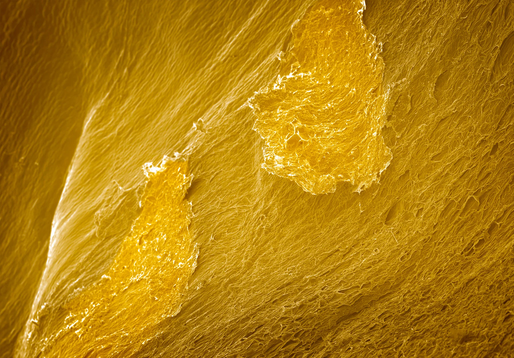 terra cibus no.31: passionfruit 32x magnification