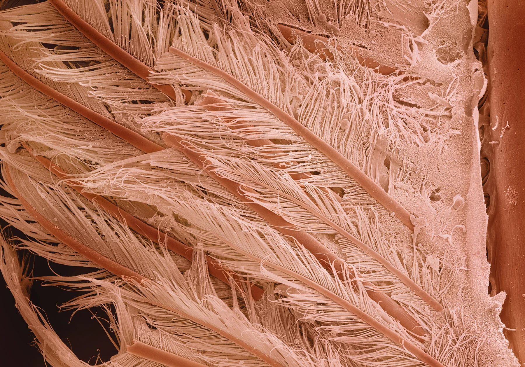 terra cibus no.32: shrimp tail 230x magnification