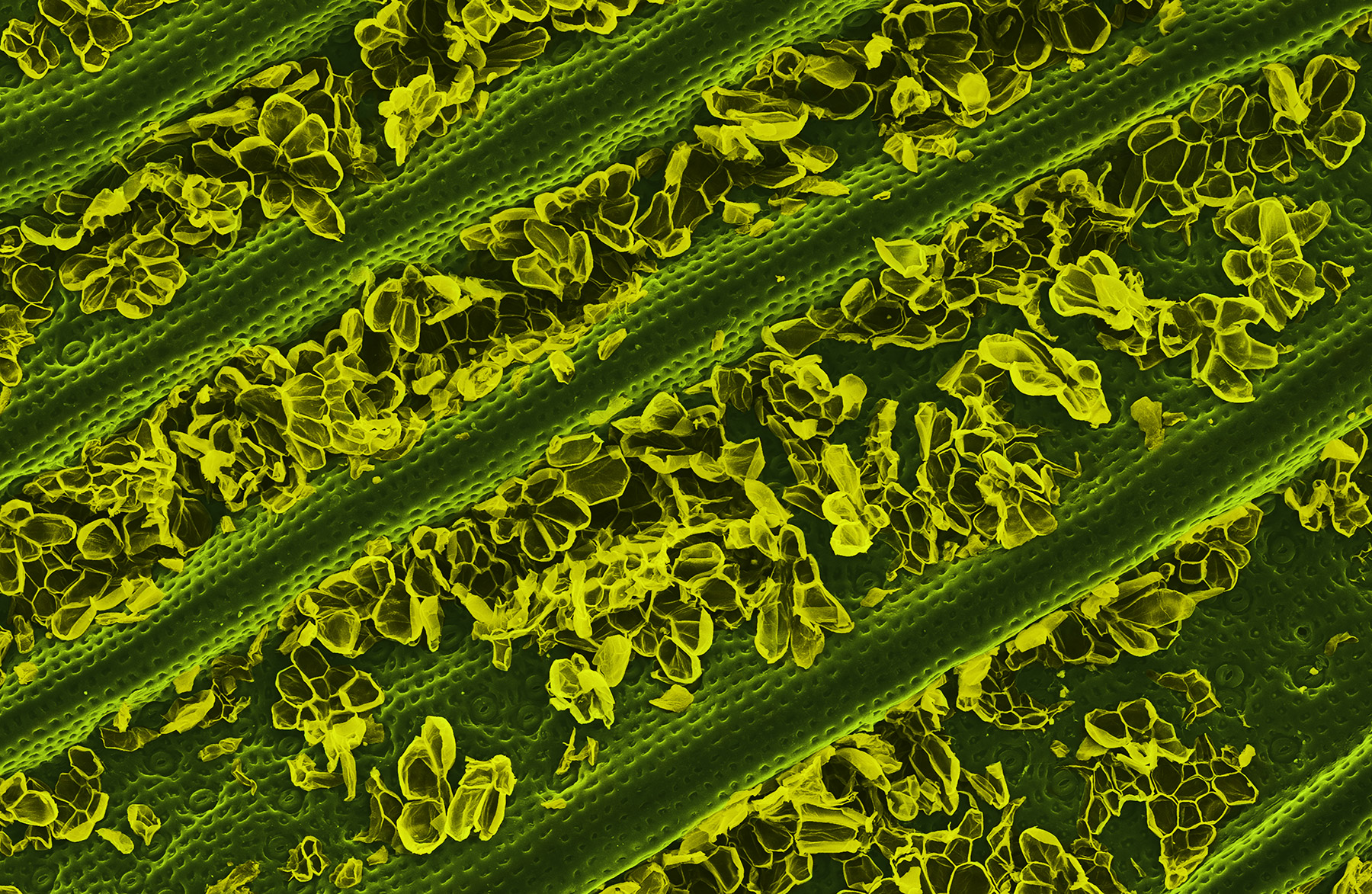  terra cibus no.33: pineapple leaf  85x magnification 