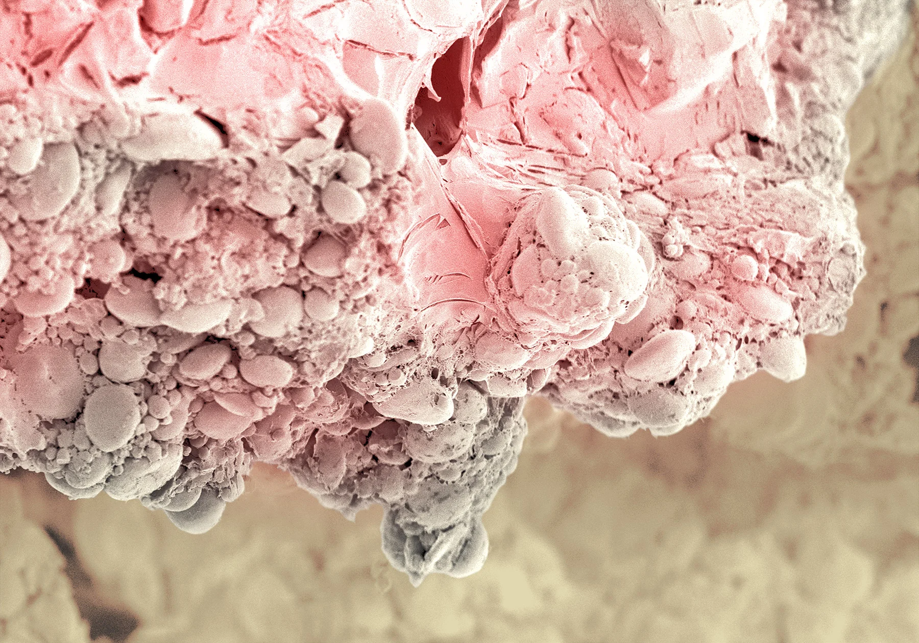 terra cibus no.34: Pop Tart 450x magnification