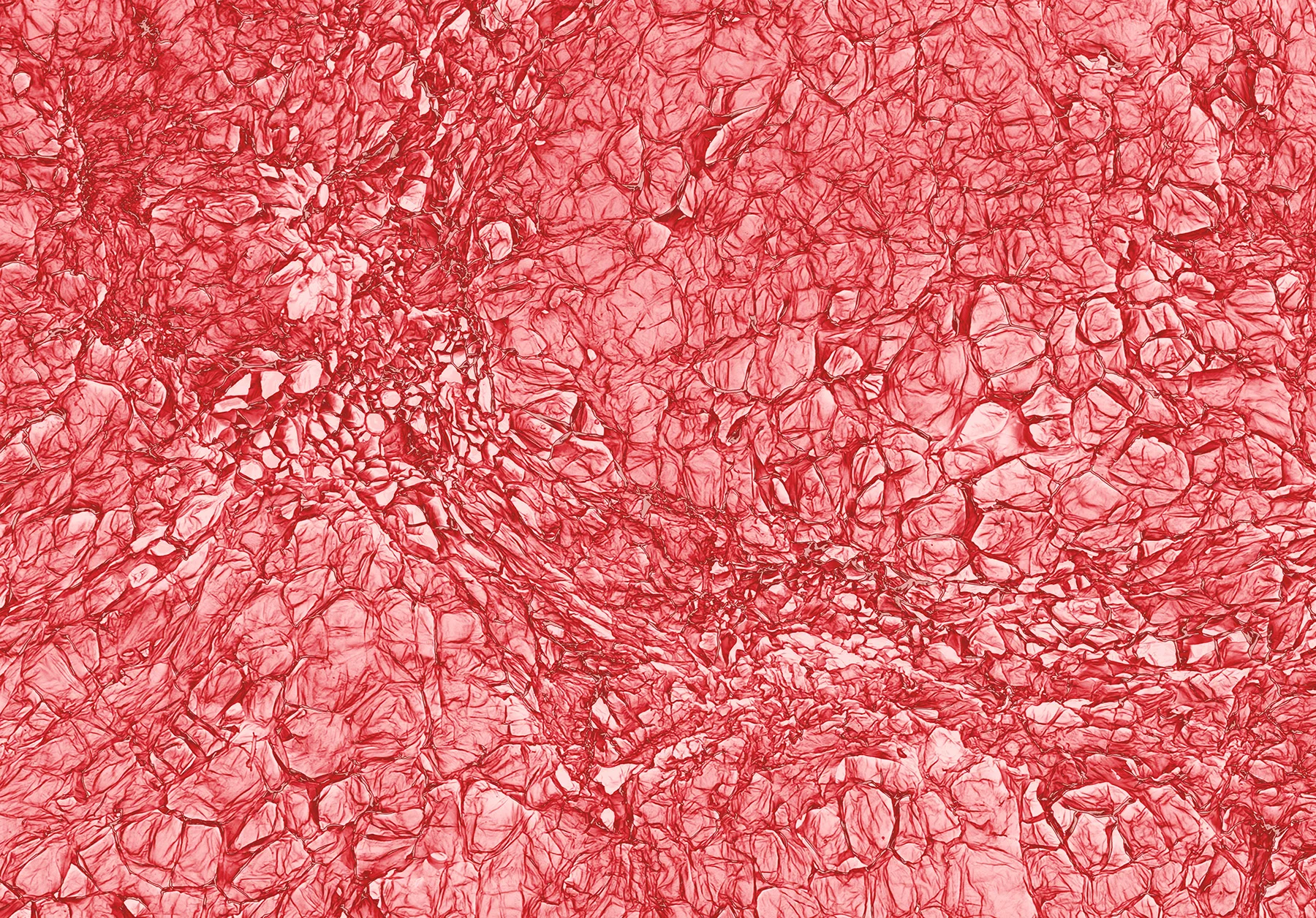 terra cibus no.36: radish 60x magnification