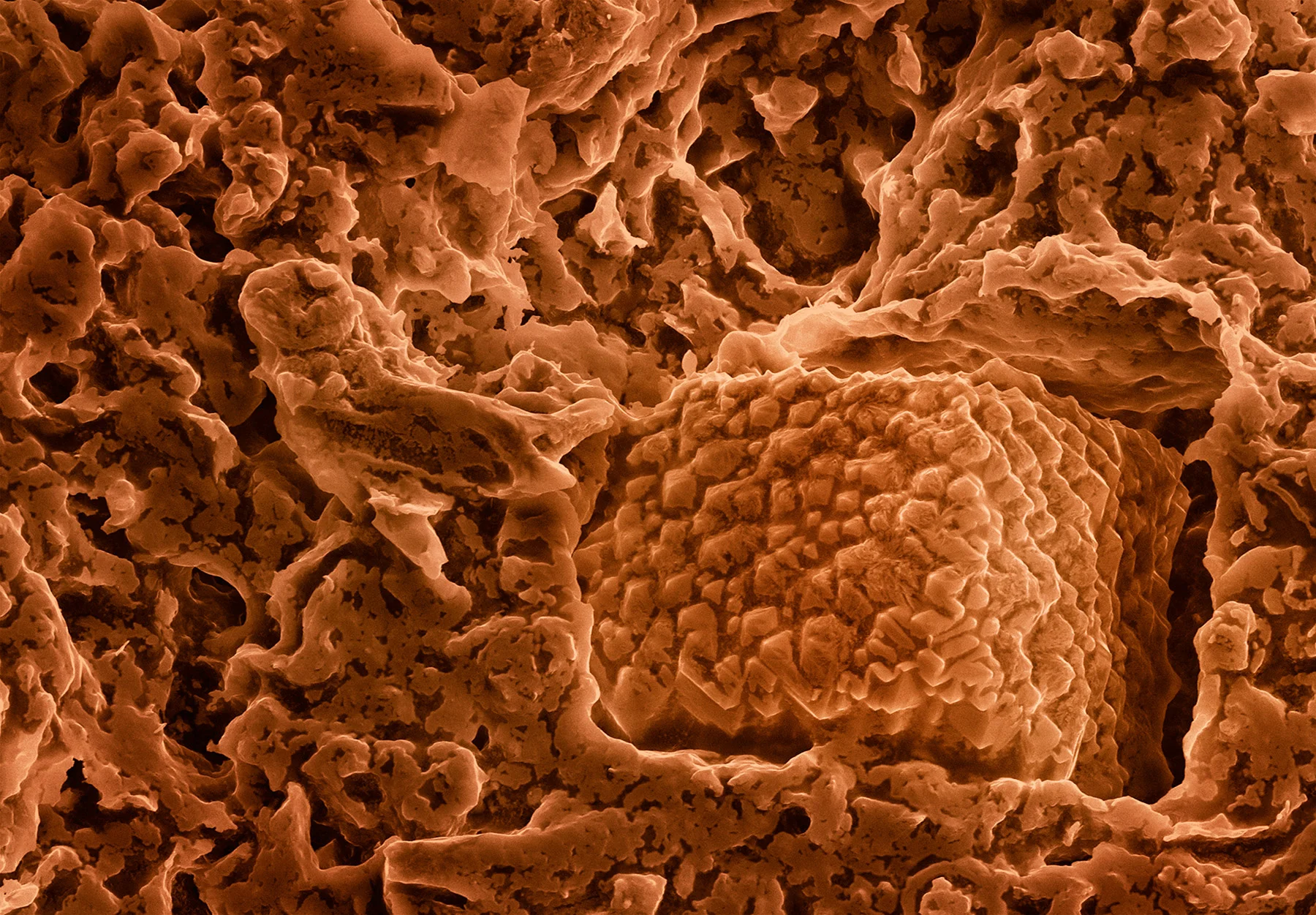 terra cibus no.37: French's Fried Onion 300x magnification