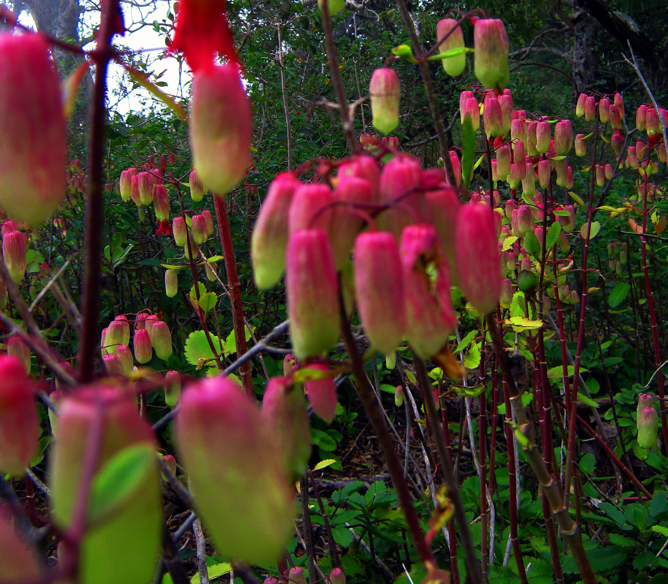 Life Plants in Bloom - Na Pali Coast, Kauai
