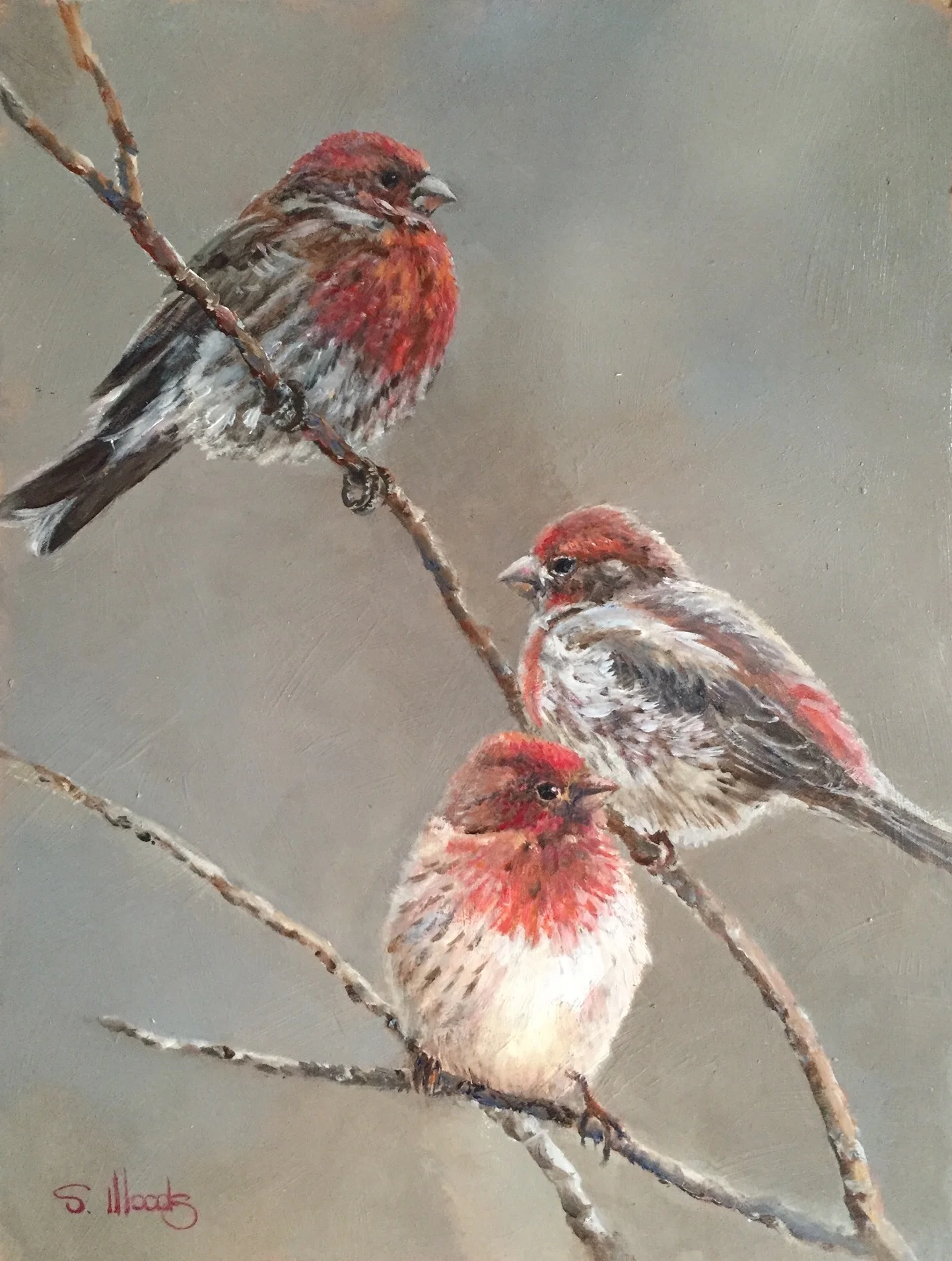 Winter Finches