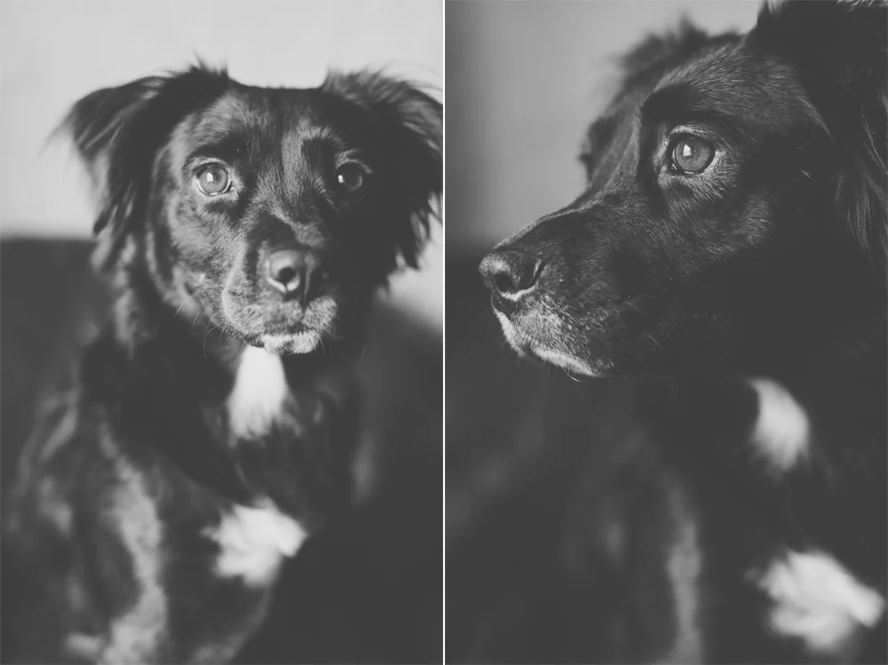 molly_2.jpg