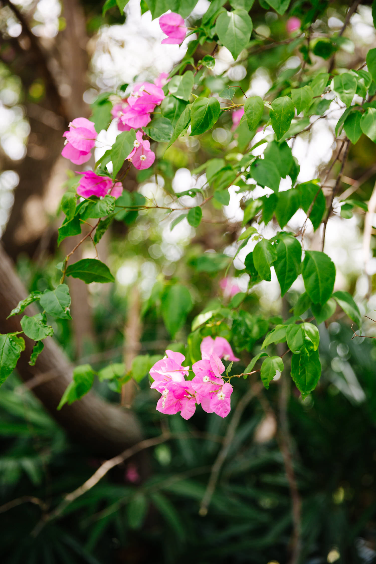 davis-islands-garden-club-wedding-jake-and-katie-photography