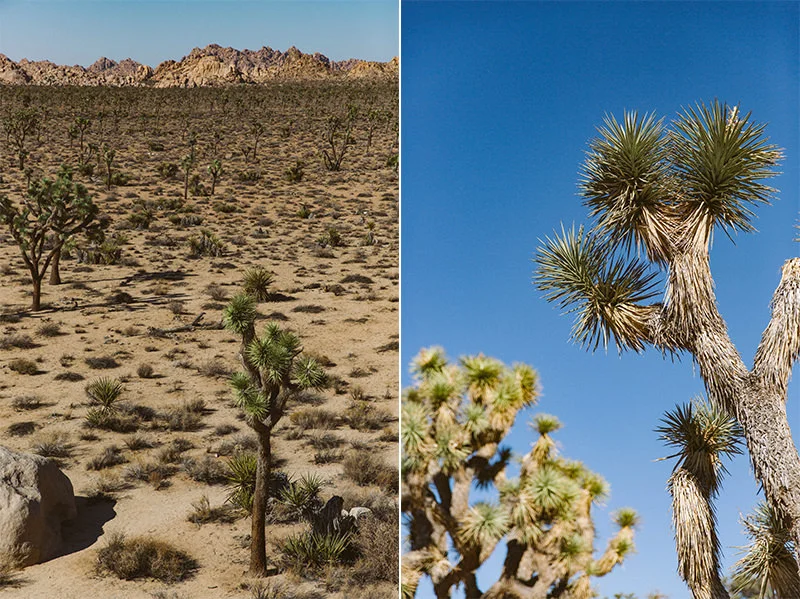 joshua-tree-engagement-session-001_02_1.jpg