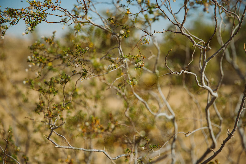 joshua-tree-engagement-session-001_02_2.jpg