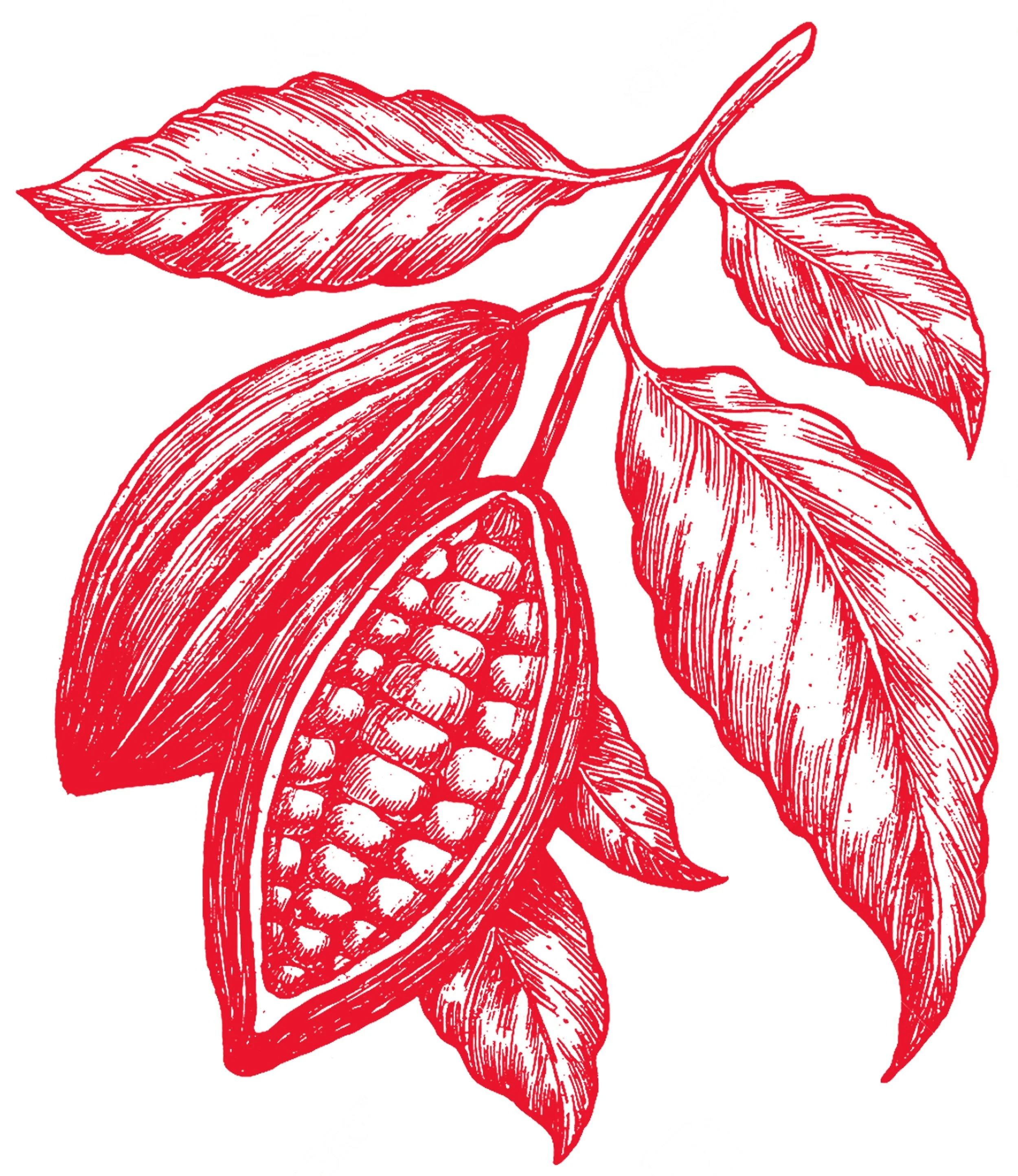 CACAO.jpg