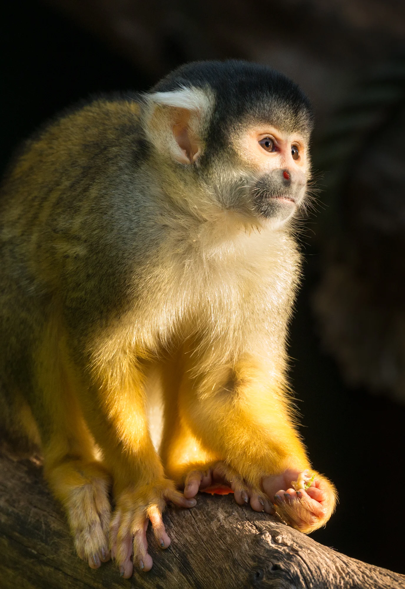 squirl.jpg