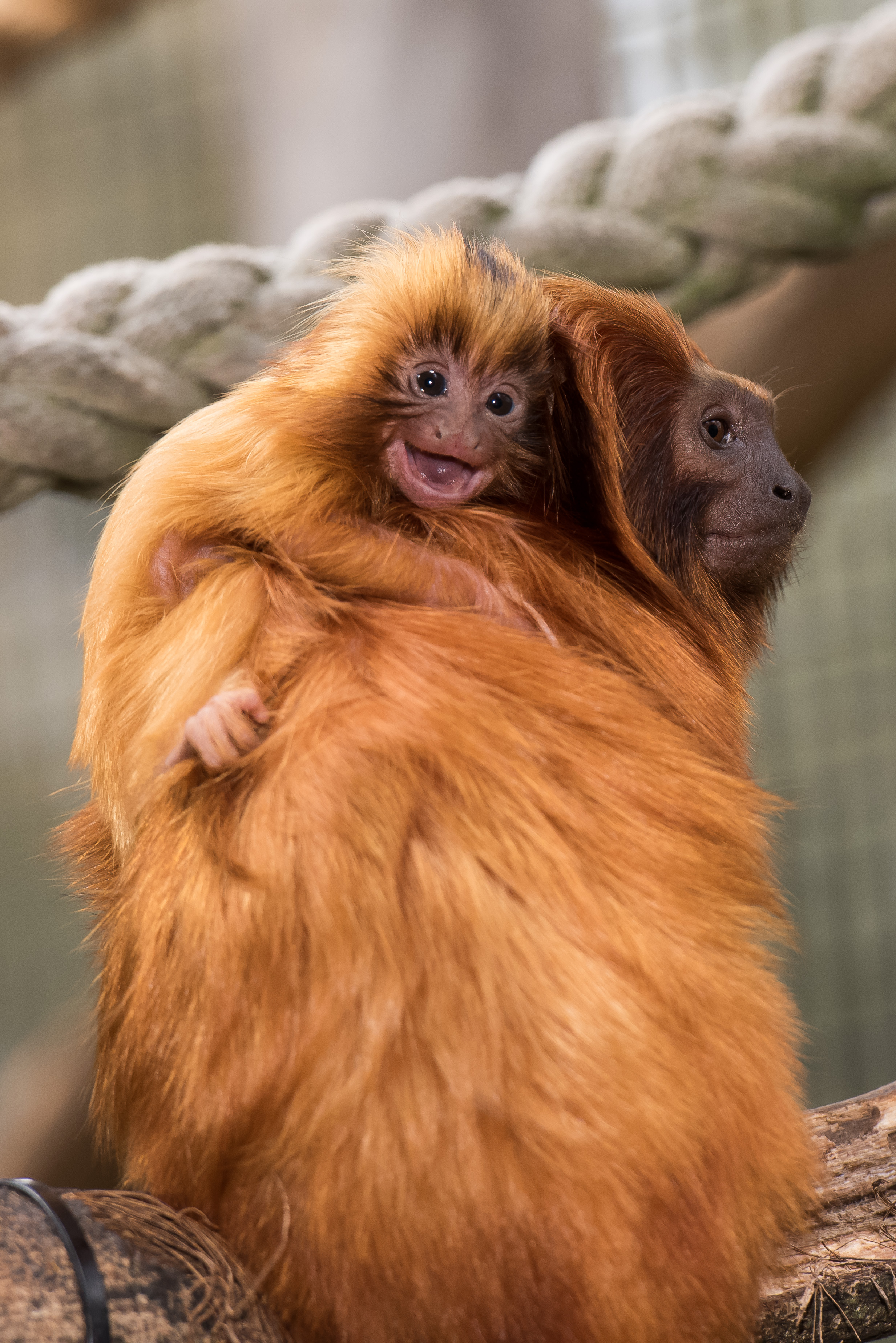 Golden Lion Tamarin — Mogo Wildlife Park - NOW OPEN 9AM-4PM DAILY