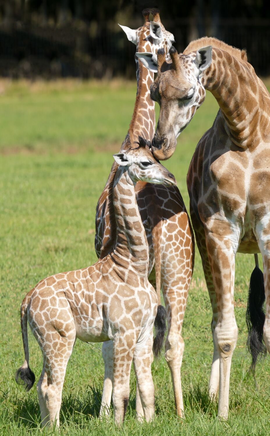 Rothschild Giraffe — Mogo Wildlife Park - NOW OPEN 9AM-4PM DAILY