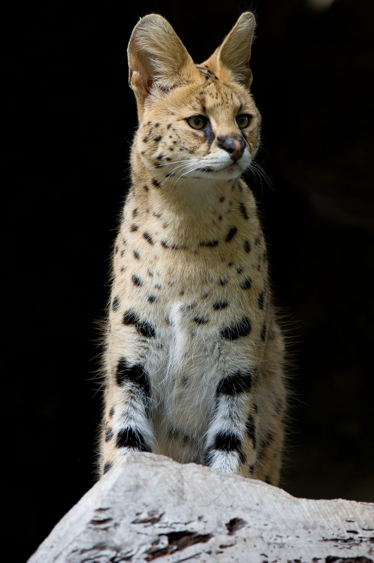 African Serval
