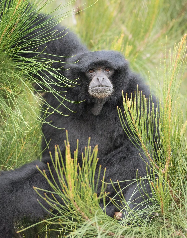 Siamang Gibbon
