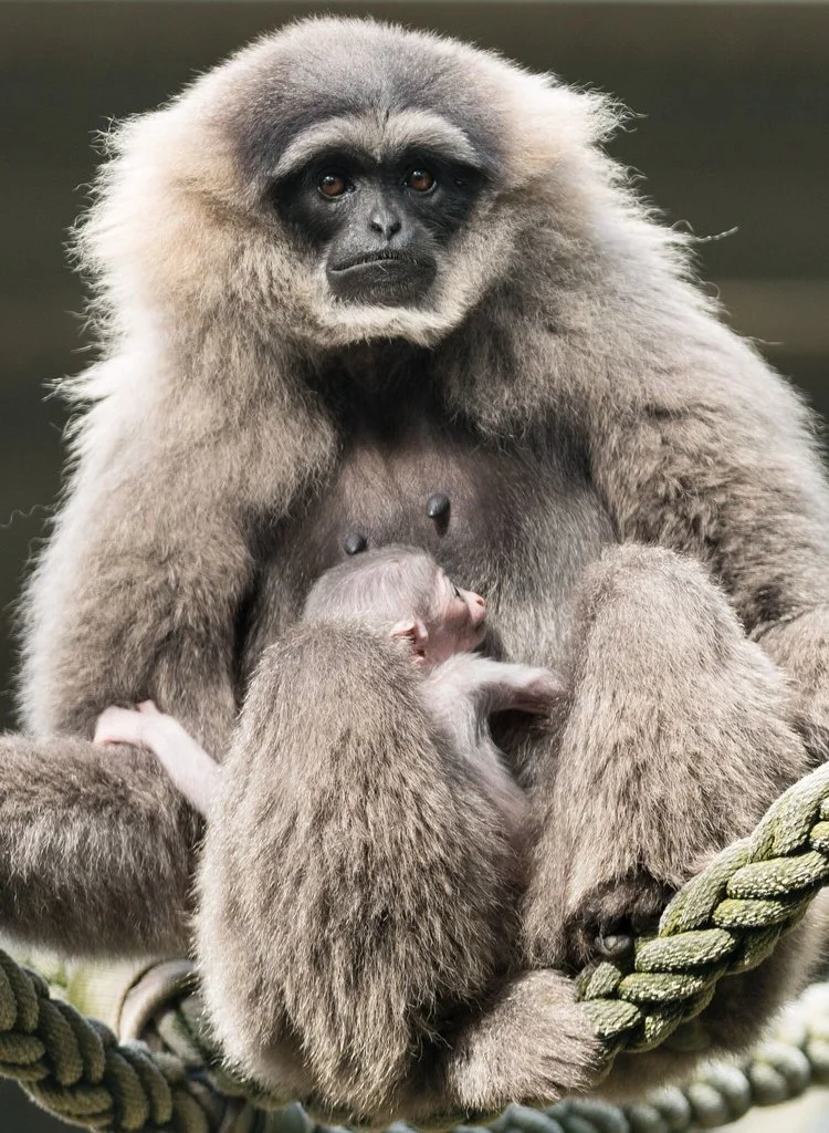 Silvery Gibbon