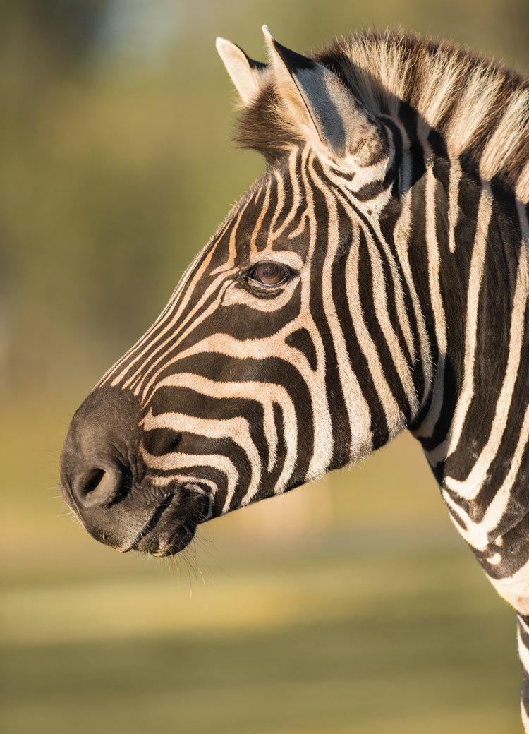 Plains Zebra