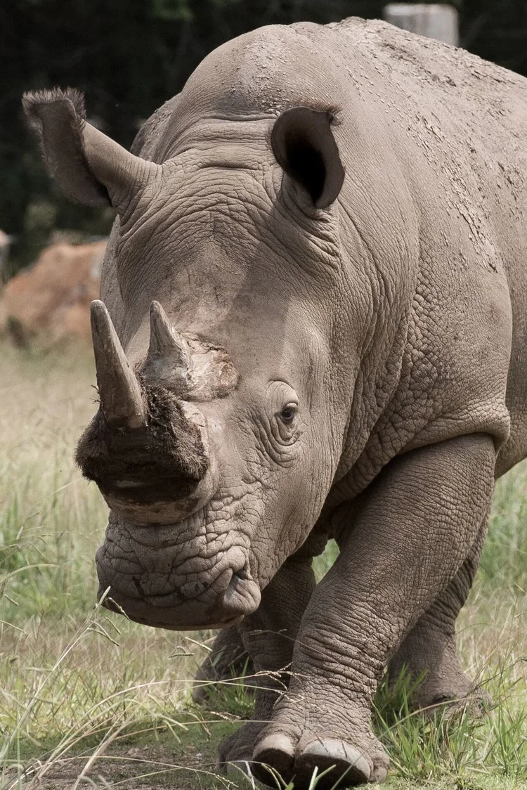 Southern White Rhino