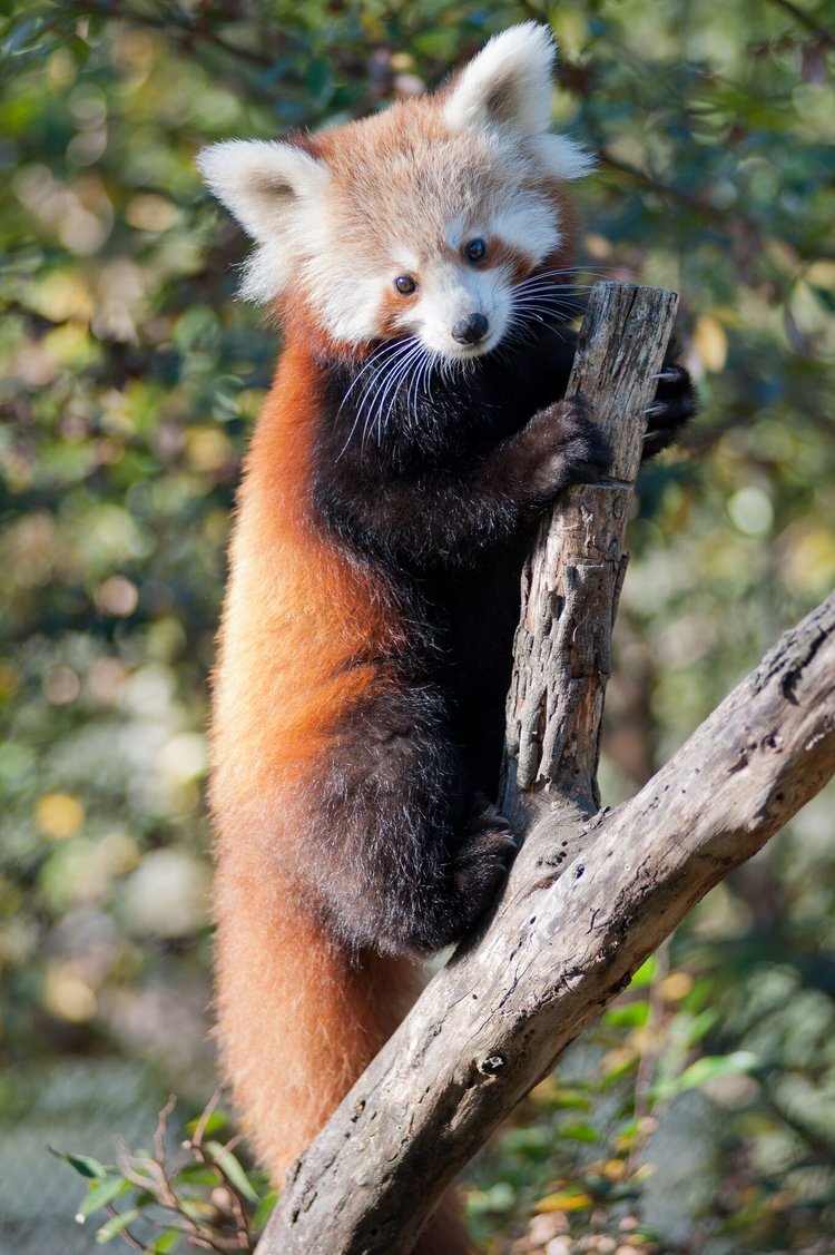 Red Panda
