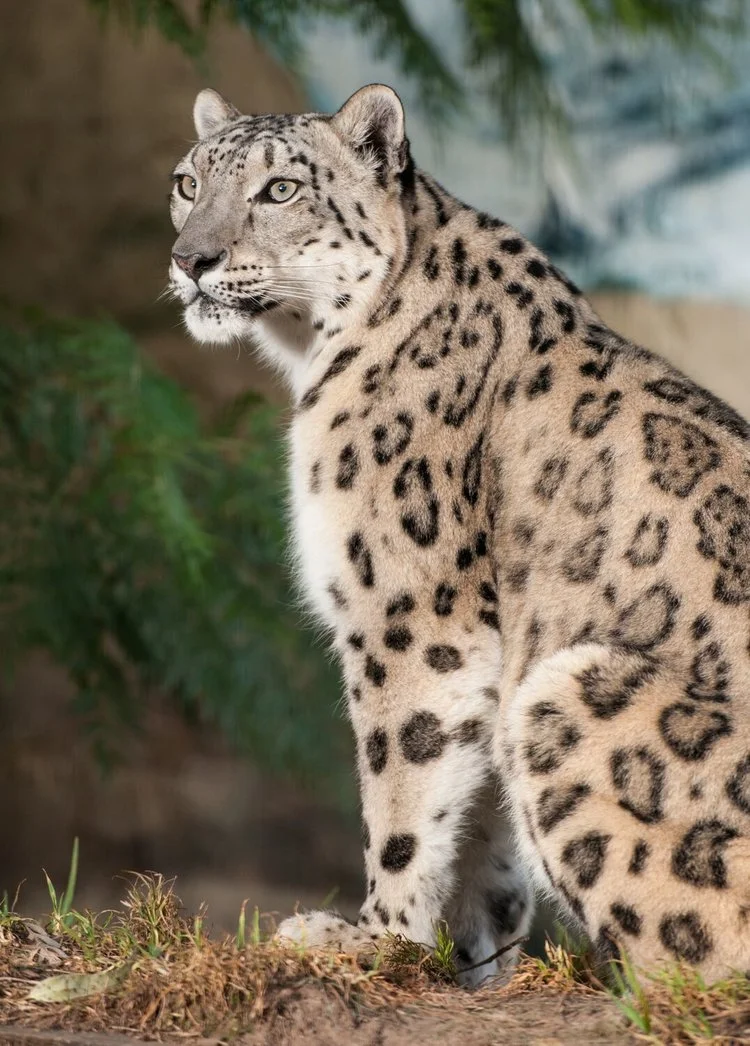 Snow Leopard