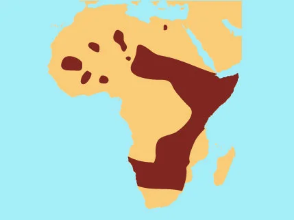 Cheetah.jpg