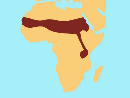 Ostrich.jpg