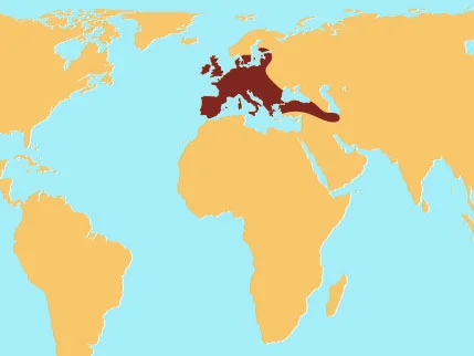 EuropeanFallowDeer.jpg