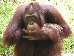 Visit Willow at our Great Ape Exhibit