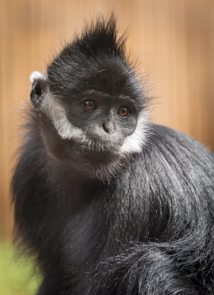Langur.jpg