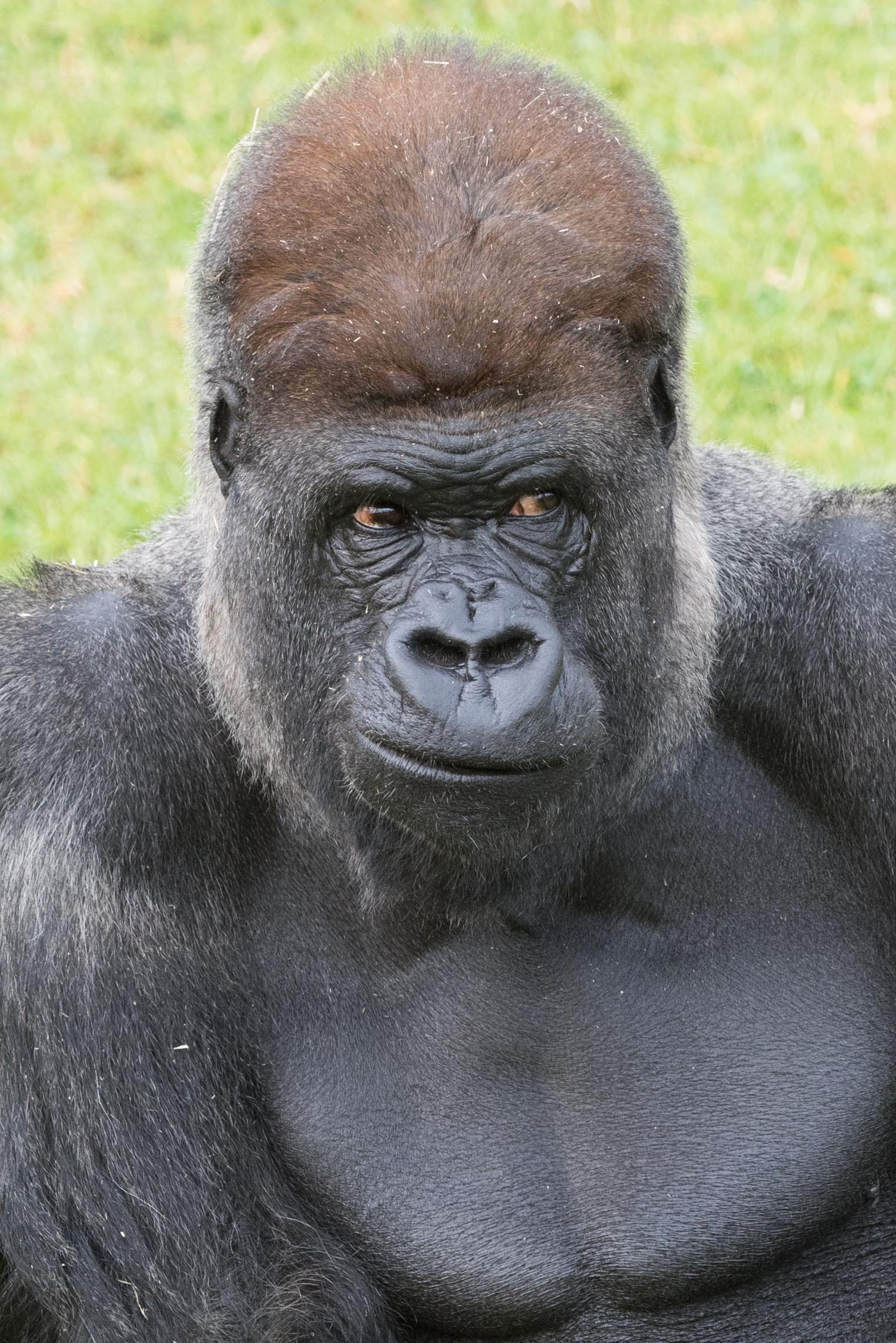 Western lowland Gorilla
