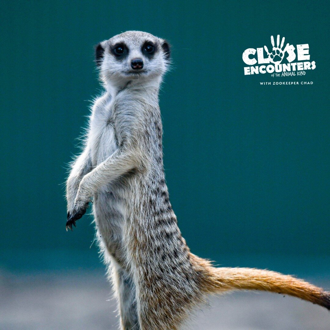 TV EVENT: CLOSE ENCOUNTERS OF THE ANIMAL KIND with Zookeeper Chad