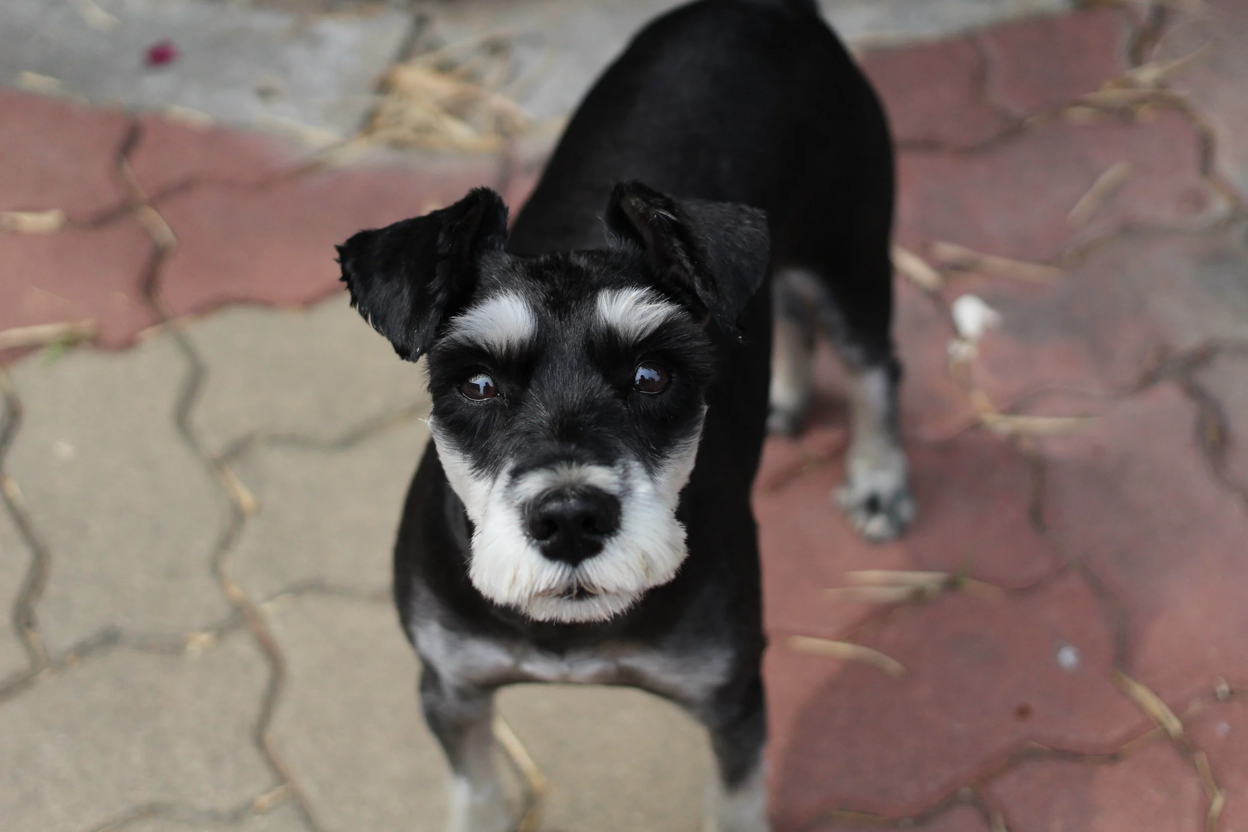 foster.jpg