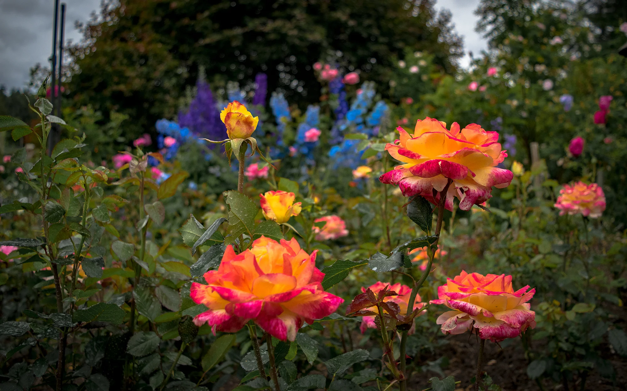 Roses.jpg